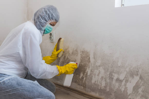 Best Certified Mold Removal  in Maineville, OH