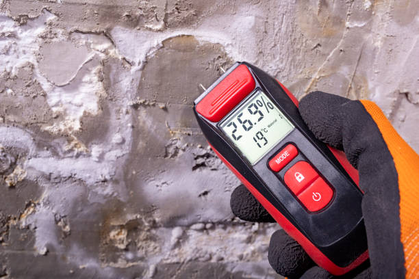 Best Local Mold Removal Service  in Maineville, OH