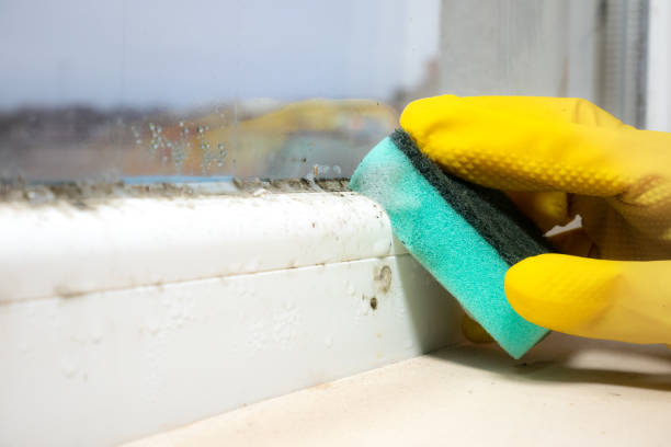 Best Mold Damage Repair  in Maineville, OH