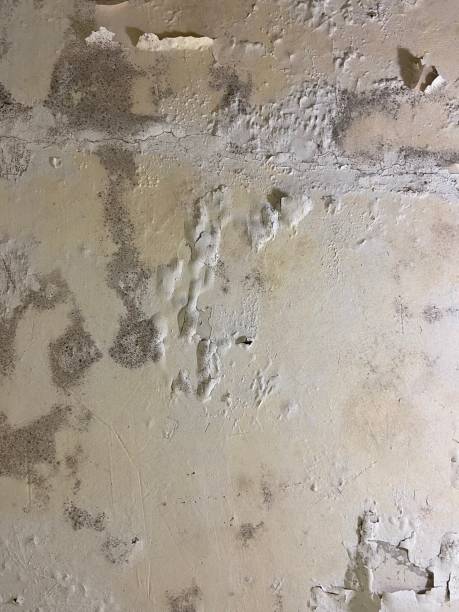 Best Mold Remediation  in Maineville, OH