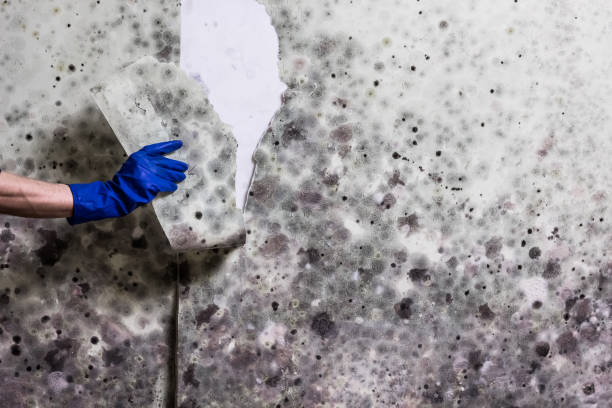 Best Attic Mold Removal  in Maineville, OH