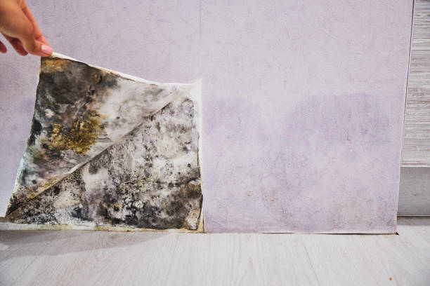Certified Mold Removal in Maineville, OH